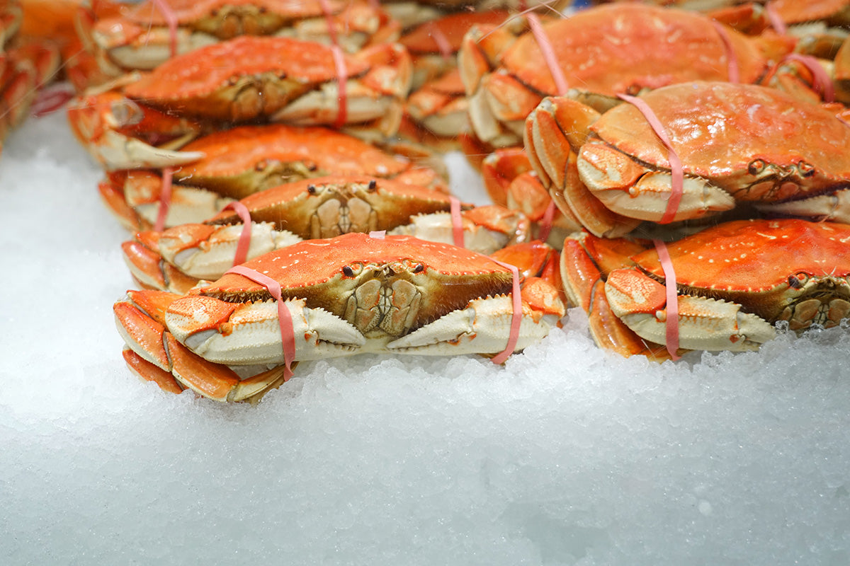 Snow Crab